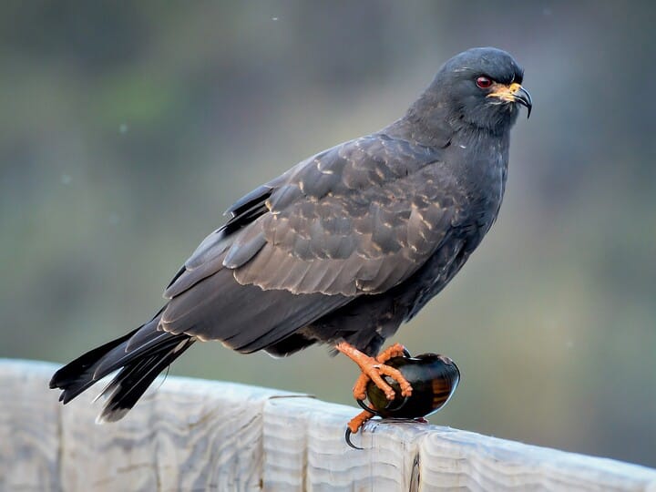 The endangered species Snail Kite